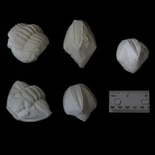 fossile trilobites blastoïdes trilobite blastoïde paléontologie flexicalymène phacops pentrémites 3d print model - Mito3D