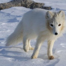 fox gadget winter Tier Wald 3d print model - Mito3D