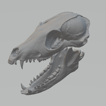 Raposa crânio stl arte animal fantasia 3d print model - Mito3D