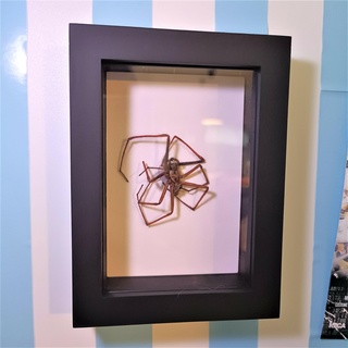 quadro Armação foto inseto faça bijuterias joalheria bate papo gato casa arbre aranha 3d print model - Mito3D