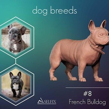 french bulldog model 3d print 3d print model - Mito3D