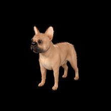 francese bulldog pacco 1 cane dior canna cucciolo cagnolino animale domestico amore ragazza ragazzo cuccioli 3d print model - Mito3D