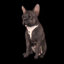 francese bulldog pacco 2 cane dior canna cucciolo cagnolino animale domestico amore ragazza ragazzo cuccioli 3d print model - Mito3D