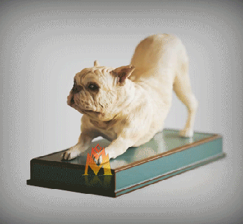 francés buldog v2stretching pose Frenchie stl vrml color formato perro raza sentado 3d impresión modelo extensión pitbull canino americano beagle sabueso animal mascota afloramiento 3d print model - Mito3D