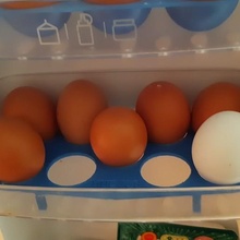 fridge egg eggs 3d print model - Mito3D