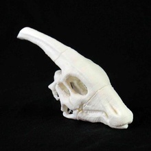 dostu dinozor kafatası çeşitli 3d print model - Mito3D