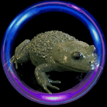 frog calyptocephalella gayi 3d print model - Mito3D