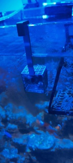 gefroren Lebensmittel Feeder verschiedene Riff Aquarium Marine Fisch Panzer 3d print model - Mito3D