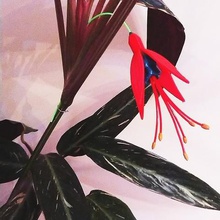 fuchsia home nature plant decor flower 3d print model - Mito3D