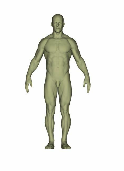 completo cuerpo hombre anatomía 3D print model - Mito3D
