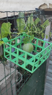 garden fruit shelf mesh exterior melon agriculture green wall attachment shoot wire fence 3d print model - Mito3D