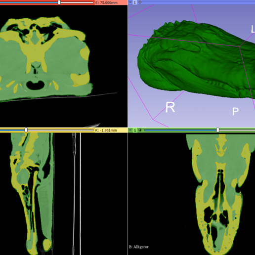 gator alligator - ct scan art reconstruction esun3d reptile mandibula maxilla head skull bones dicom animal 3D print model - Mito3D