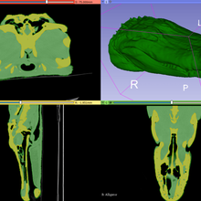 gator alligatore - tac art la ricostruzione esun3d rettile mandibula mascella testa cranio le ossa dicom tc animale 3d print model - Mito3D