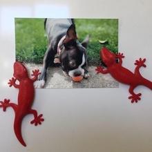 gecko fridge magnet home fridge-magnet magnets kitchen dining 3d print model - Mito3D