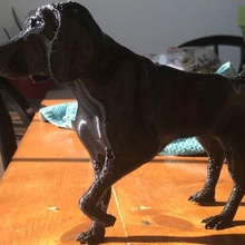 german shorthair pointer gsp dog hound hunting animals 3d print model - Mito3D