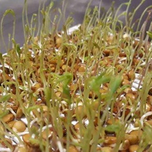 germinators tohum sağlıklı Doğal germoir boruları bahçe çimlenmiş soya chia tohumu filizlenme Filiz borular orchard garden yonca filizi mercimek mikrop filizlenmiş 3d print model - Mito3D