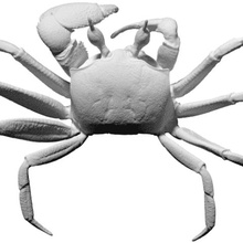 ghost crab vários 3d print model - Mito3D