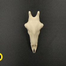 giraffa cranio vari denti scienza natura morte le ossa animali 3d print model - Mito3D