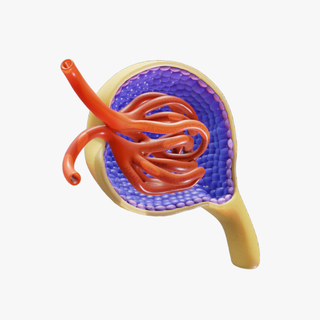 glomerulus anatomy glomerular capsule branch kidney nephron capillaries efferent bowman capillary excretory tube tubular filtration calyx corpuscle henle tuble microscopic 3d print model - Mito3D