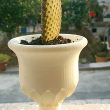 gobelet pot versions Saksi fleur faible poly kaktus cactus Saftplantur géométrique 3d print model - Mito3D