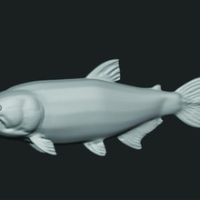altın balık kaplan del Parana Balık tutma heykel spor şekil 3d print model - Mito3D