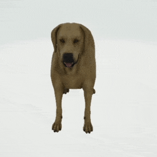 golden Retriever Hund Labrador labrador Lowpoly Kunst Spielzeug Tier Bär Tiere 3D print model - Mito3D