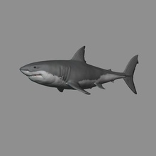 ótimo branco Tubarão arte carcharodon carcharias animal peixe predador vida marinha mandíbulas pacífico oceano ataque 3d print model - Mito3D