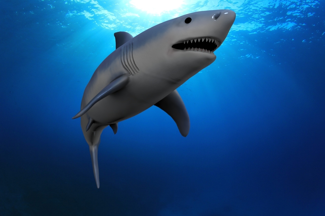 great white shark animal teeth tooth tiger hammerhead bull hunter sea fin fins beast movie jaws jaw 3D print model - Mito3D