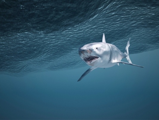 ótimo branco tubarão 3d modelo jogos peixe nadar oceano desenho animado mandíbulas mar criatura golfinho 3d print model - Mito3D