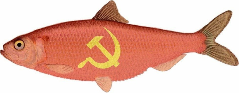 greater fish accessories Game commies communist head good tau finding team path finder 3d print model - Mito3D