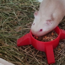 Guinea cerdo alimentador comedero conejillo indias mascotas 3d print model - Mito3D