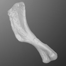 hadrosaur humerus verschiedene Dinosaurier saurolophinae lambeosaurinae ornithopod arm Bein fossil Knochen Skelett Kreidezeit scan Photogrammetrie Mesozoikum saurolophine der Paläontologie die 3d print model - Mito3D