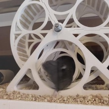 roue de hamster gadget animal la le mascotte 3d print model - Mito3D