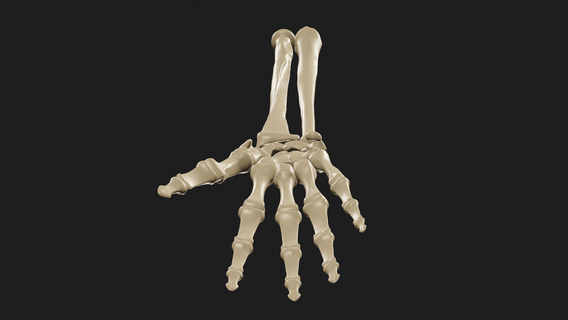 main bras os main os squelette bras médical 3d print model - Mito3D