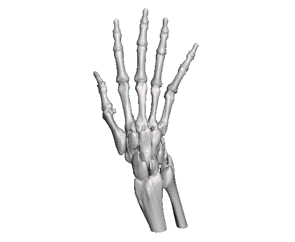 main poignet os poupée anatomie médecin orthopédie momentum3d OS 3D print model - Mito3D
