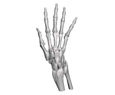 hand wrist bones doll anatomy physician orthopedics momentum3d bone 3d print model - Mito3D