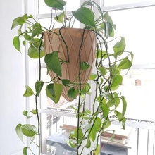 pendaison planteur pot pendentif fleur plante 3d print model - Mito3D