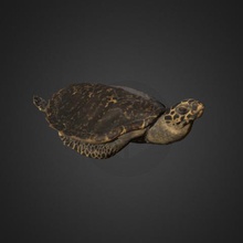 pente de tartaruga marinha vários 3d-scan museu animais creaform 3d print model - Mito3D