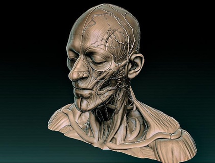 baş anatomi gerçek Ecorche tıbbi kafatası taramak Cabeza 3d print model - Mito3D