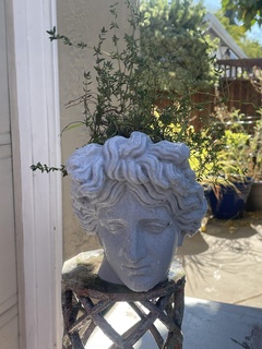 tête Apollon planteur sculpture jardin plante 3d print model - Mito3D