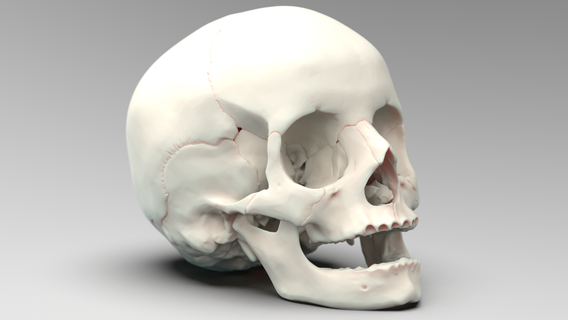 Kopf Knochen Knochen Knochen Kopf Kopf Kiefer vorübergehend Vorderseite Knochen 3d print model - Mito3D
