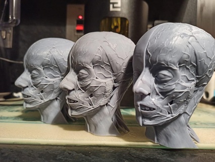 cabeça ecorche anatomia modelo fracasso médico crânio músculo escultura 3d print model - Mito3D