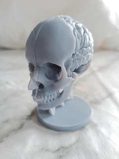 testa ecorche muscolo cranio cervello anatomia fallimento medico scultura 3d print model - Mito3D