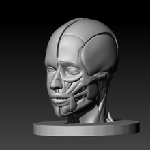 tête muscle anatomie 3d print model - Mito3D