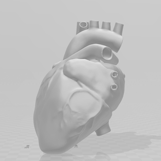 corazón anatomía hombre 3d print model - Mito3D