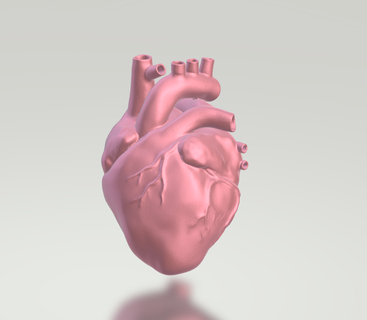 heart anatomy man 3d print model - Mito3D