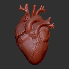 cuore arte umano San Valentino amore lobo organico vero battito cardiaco più recente regalo 3d stampa stampabile 3d print model - Mito3D