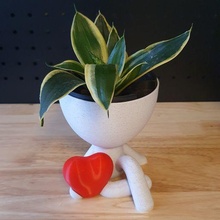 corazón robert plantador san valentin doble planta suculento lindo oír meditar maceta florero relajarse humano 3d print model - Mito3D