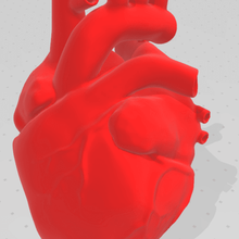 coeur anatomique art d'autres hobby de bricolage le passe-temps cardio-vasculaires jouet cœur l'homme corps du 3d print model - Mito3D