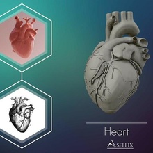 kalp heykel hazır Yazdır 3d model insan vücut adam kadın erkek anatomi organ kardiyovasküler Sanat heykeller 3d print model - Mito3D
